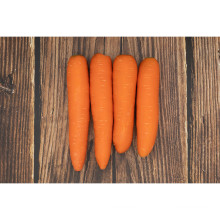 Medium Size New Crop Fresh Carrot in 10kg Carton